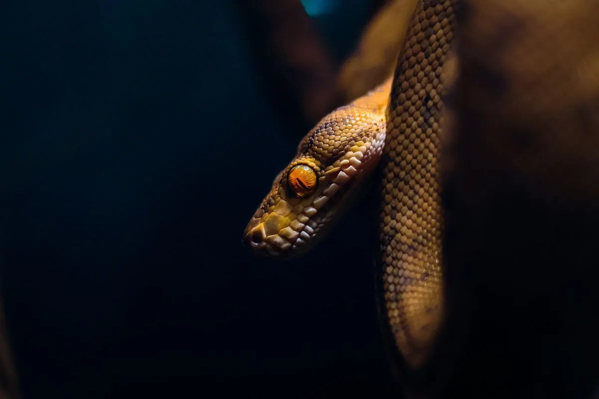Наставник помогает ученику на курсе Python для начинающих