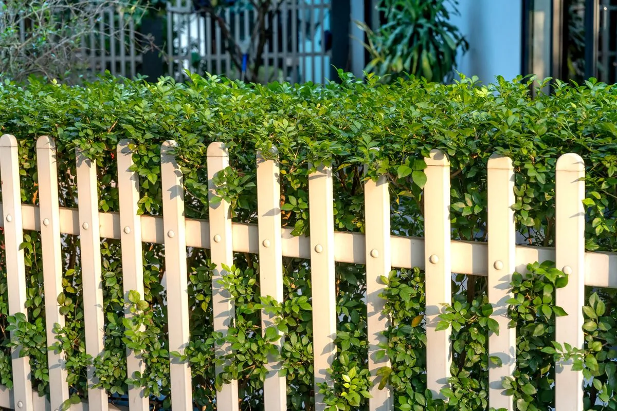 New wood fence with upgraded hardware and a reinforced walk gate