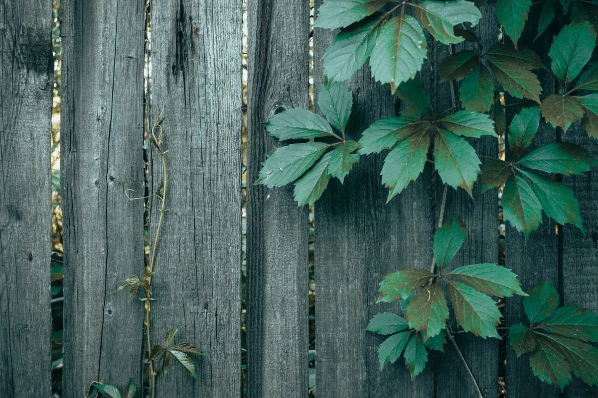 Close-up of gate repair and hardware replacement on a backyard fence